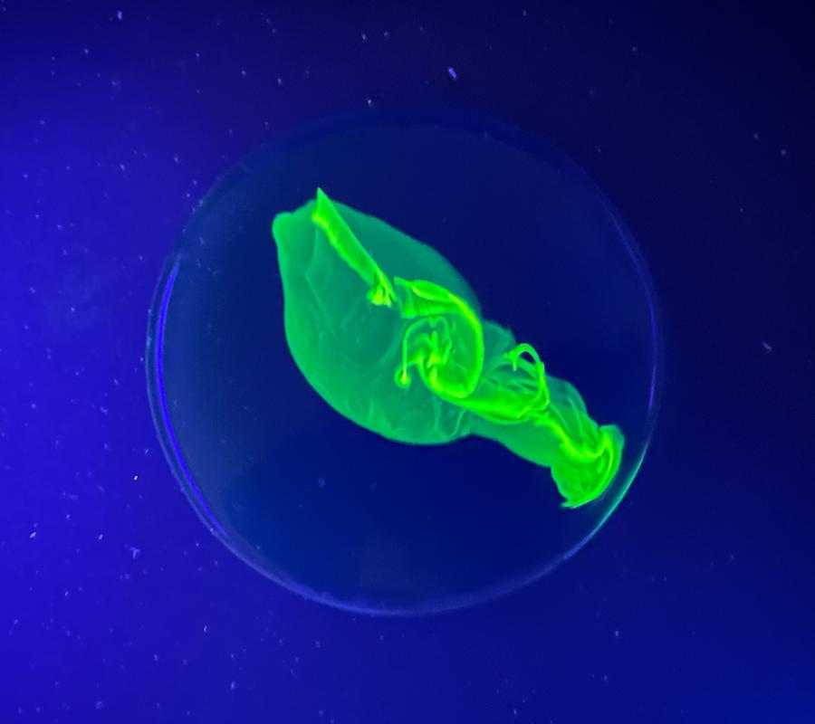 Rotífero fluorescente / Carmen Girón López, Martina Hernández García y Laura Lozano 