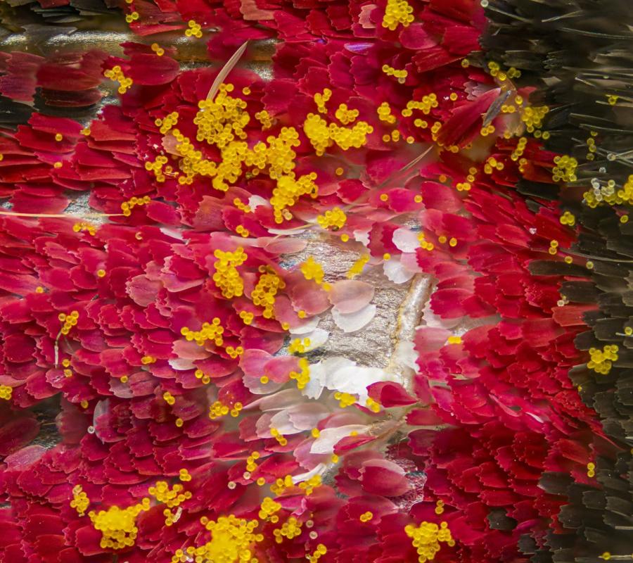 Frutos microscópicos / Brandon Antonio Segura Torres