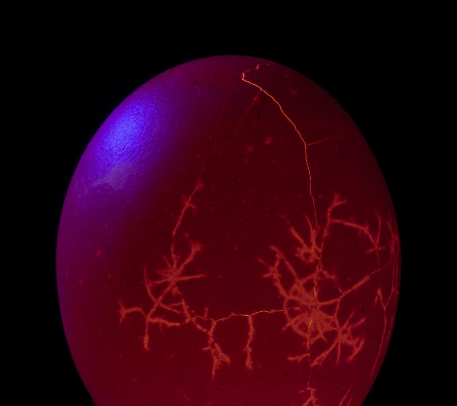 Dentro del cascarón / Jesús Miguel Rodríguez Castaño