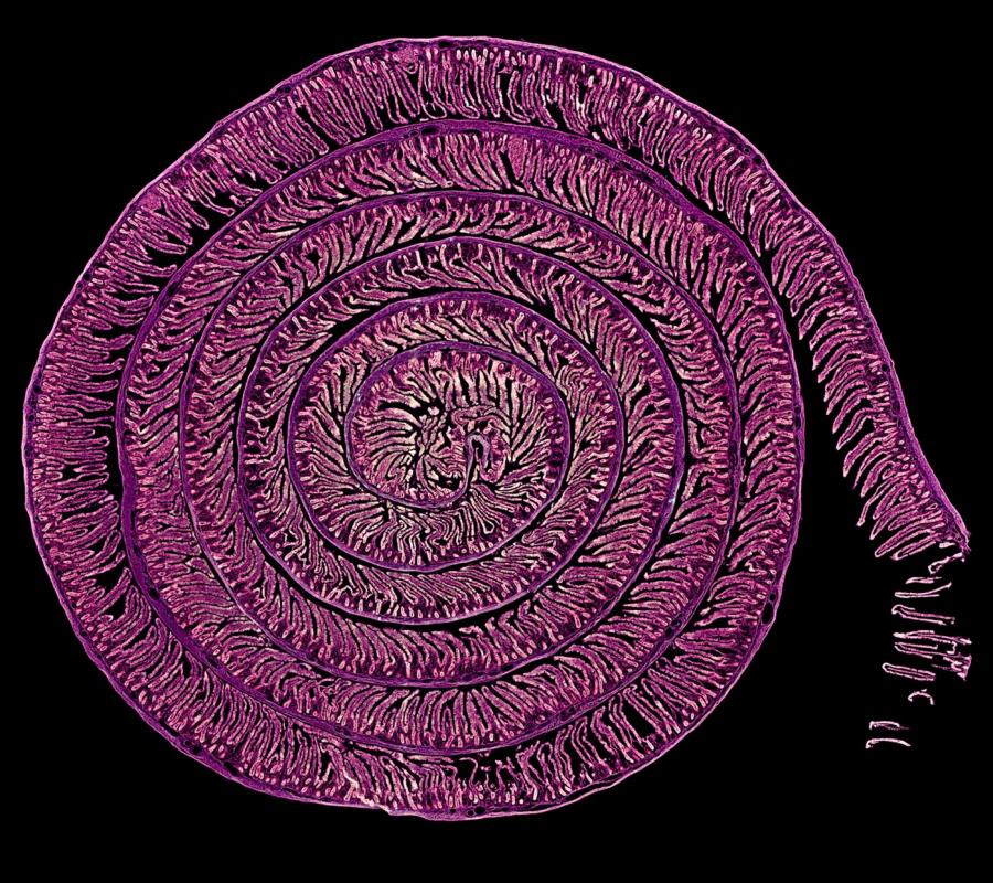 Uzumaki / Daniel García Ovejero y Javier Mazarío Torrijos