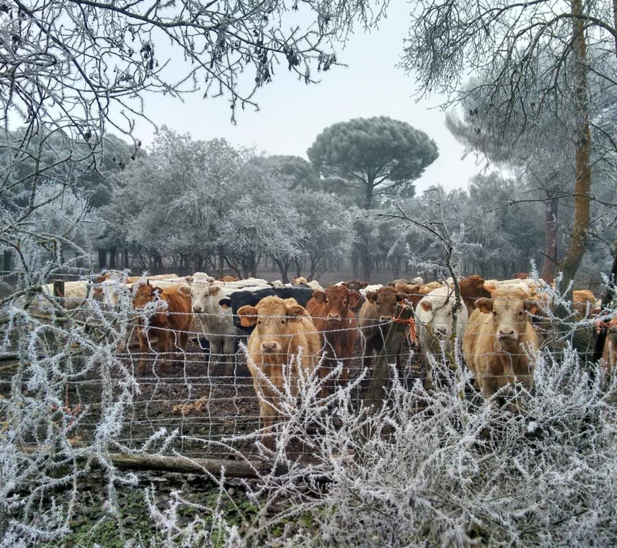 Miradas en la escarcha / Belén Andrés Bayón
