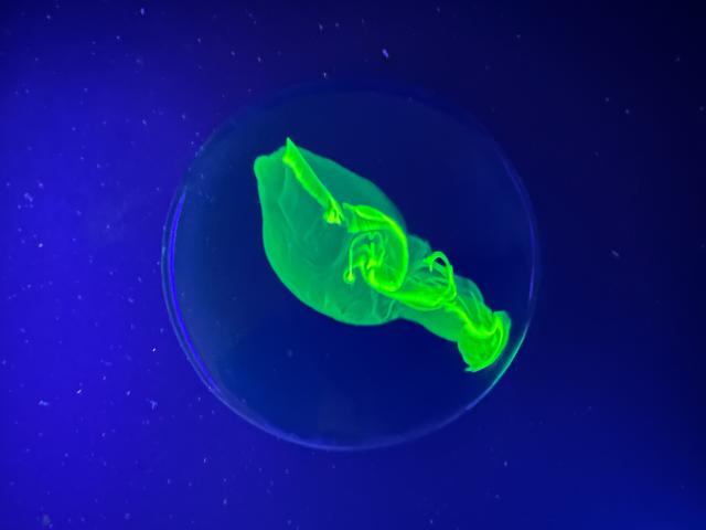 Rotífero fluorescente / Carmen Girón López, Martina Hernández García y Laura Lozano