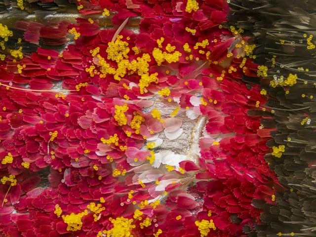 Frutos microscópicos / Brandon Antonio Segura Torres