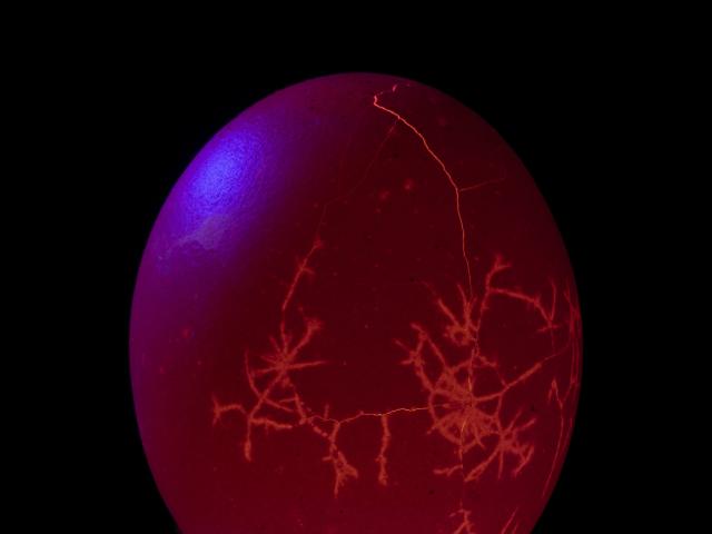 Dentro del cascarón / Jesús Miguel Rodríguez Castaño