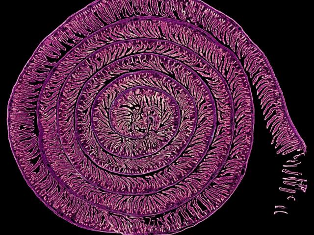 Uzumaki / Daniel García Ovejero y Javier Mazarío Torrijos