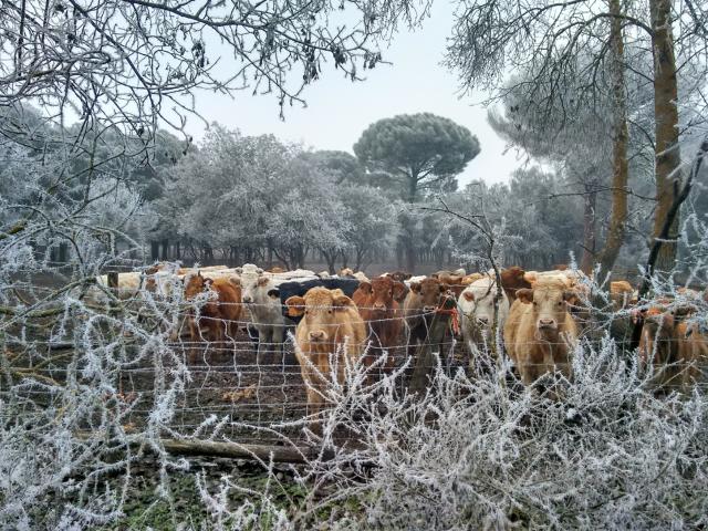 Miradas en la escarcha / Belén Andrés Bayón
